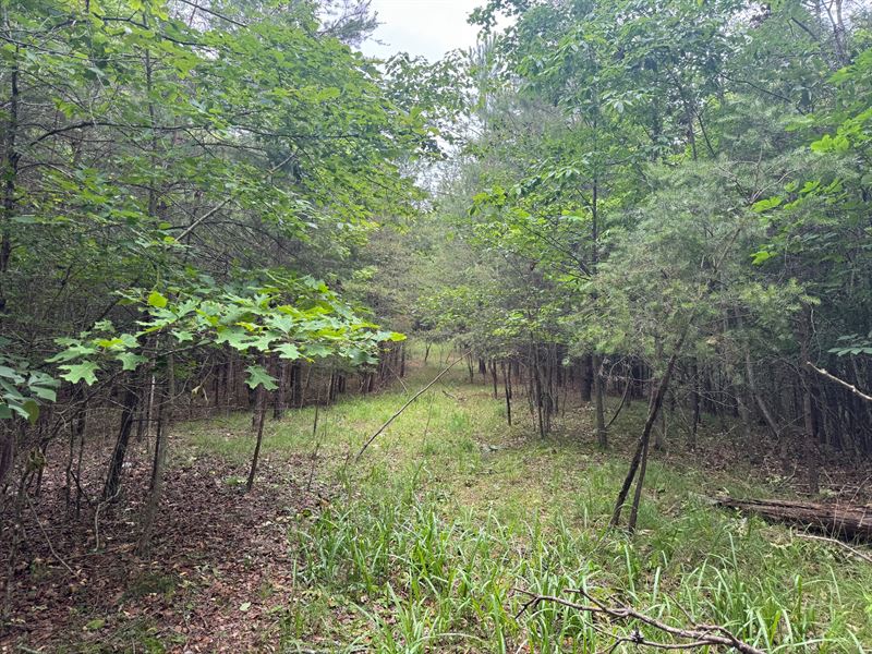 5 Acres, Hall County, Georgia : Gainesville : Hall County : Georgia