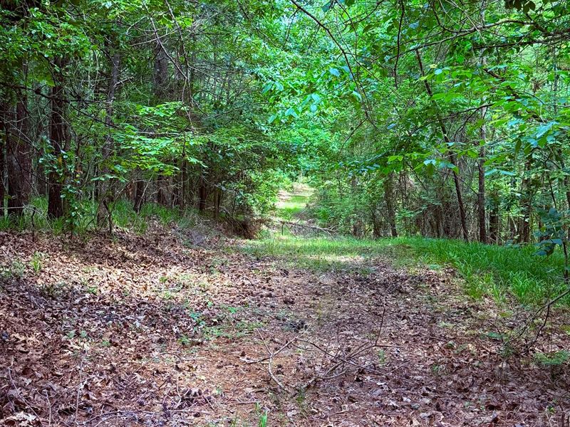 59 Acres in Carroll County, MS : Carrollton : Carroll County : Mississippi