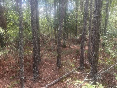 Tattnall Timber : Glennville : Tattnall County : Georgia