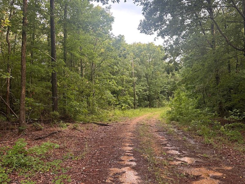 45 Acre Friendship Tract Pickens : Reform : Pickens County : Alabama
