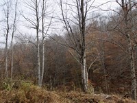 $999 Down Land Near National Forest : Hyden : Leslie County : Kentucky