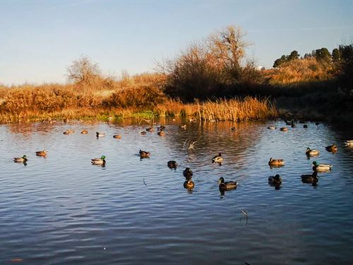 Fowl Play Ranch : Moses Lake : Grant County : Washington