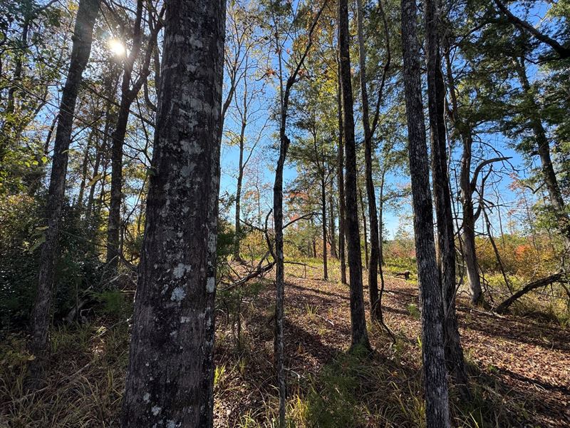 12.18 Acres, Camp Hill, Tallapo : Camp Hill : Tallapoosa County : Alabama