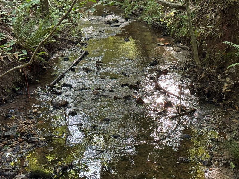 19.37 Acres, Camp Hill, Tallapo : Camp Hill : Tallapoosa County : Alabama