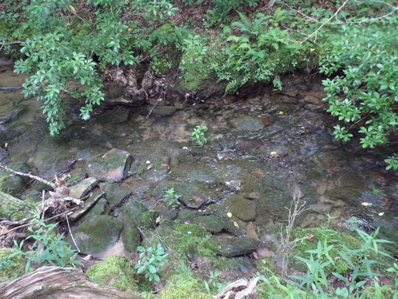 Creek, Partially Cleared, Views : Evensville : Bledsoe County : Tennessee