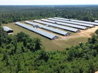 Upgraded 6 Hse Broiler Poultry Farm : Ideal : Macon County : Georgia