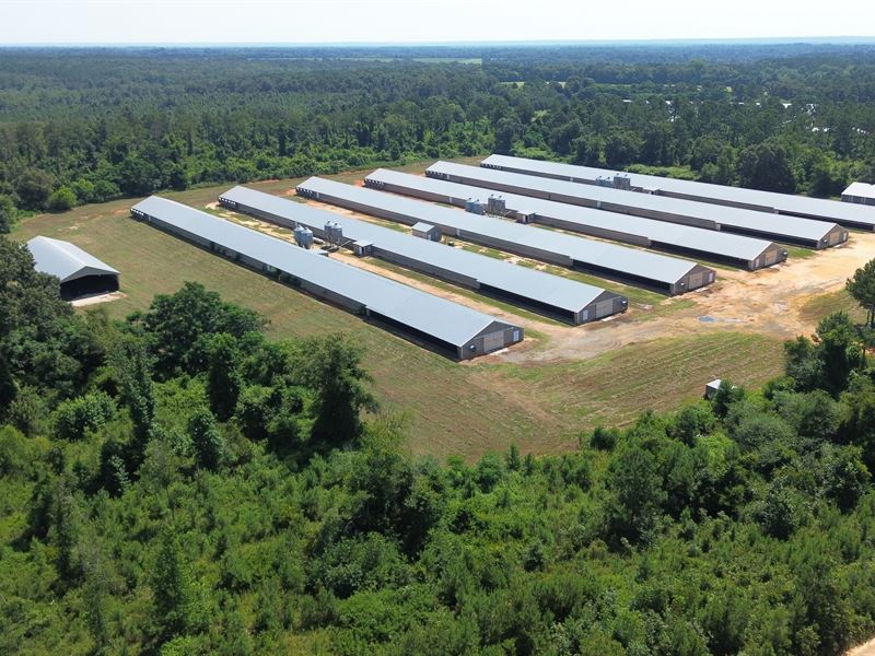 Upgraded 6 Hse Broiler Poultry Farm : Ideal : Macon County : Georgia