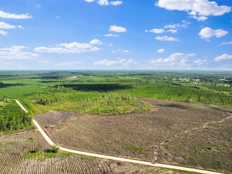 Morris Break Pines : Odum : Wayne County : Georgia