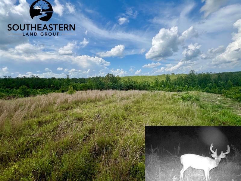 50 Acres in vernon, Alabama : Vernon : Lamar County : Alabama