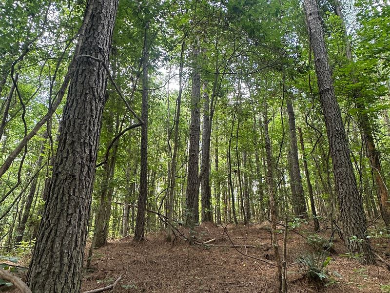 109 Acres Graham Rd. Tuscaloosa : Berry : Tuscaloosa County : Alabama