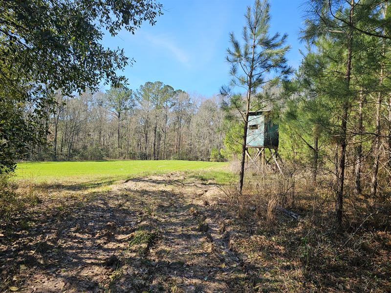 Phillip's Road 269 Acres : Ariton : Dale County : Alabama