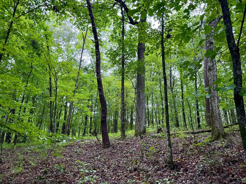 21.66 Ac Shelby County, AL : Vandiver : Shelby County : Alabama