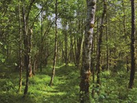 Rare 10 Ac Next to Nature Reserve : Ravensdale : King County : Washington