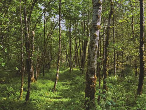 Rare 10 Ac Next to Nature Reserve : Ravensdale : King County : Washington