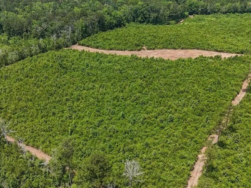 Small Hunting Tract for Sale in Ami : Liberty : Amite County : Mississippi