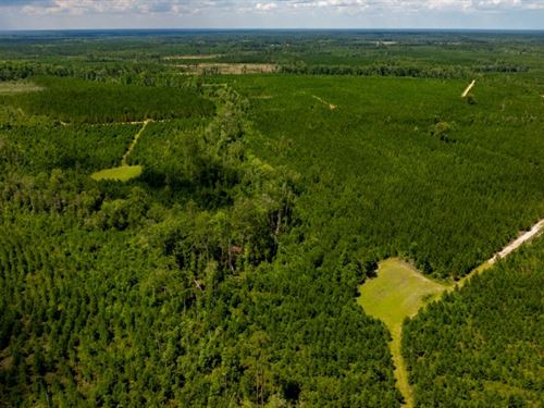 Cowpen Hunting & Timberland : Springfield : Effingham County : Georgia