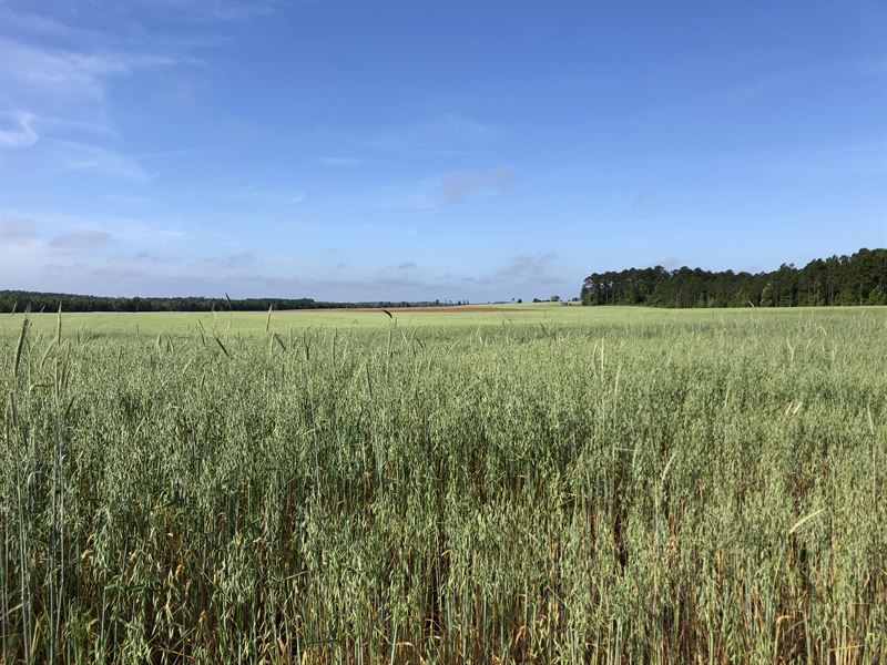 Prime Irrigated Farmland : Chester : Dodge County : Georgia