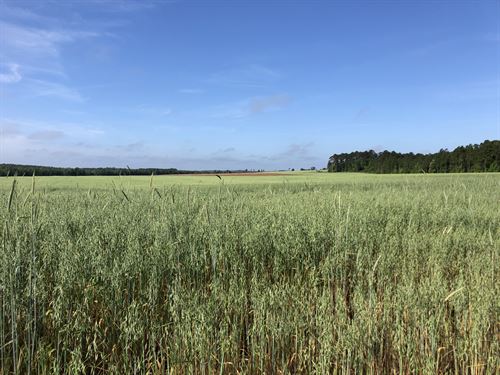 Prime Irrigated Farmland : Chester : Dodge County : Georgia