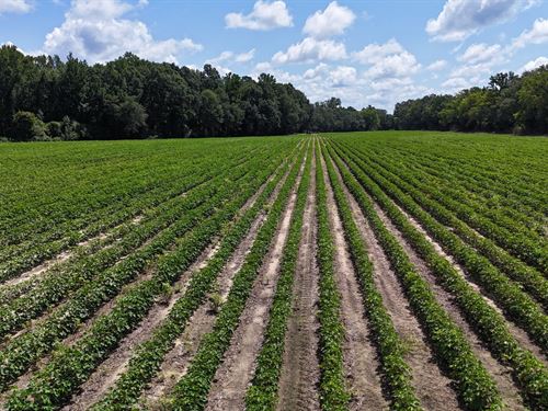 20.76 Taylor County Mini Farm : Reynolds : Taylor County : Georgia