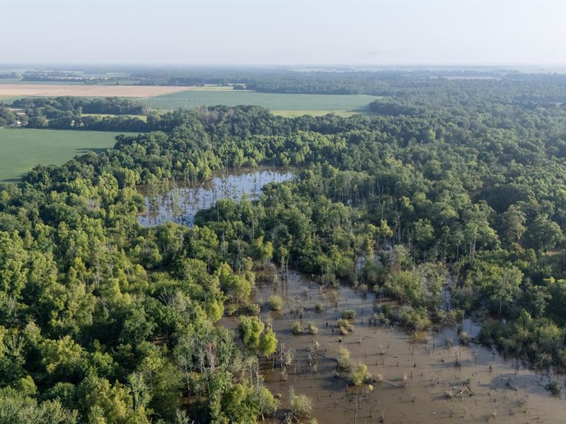 Big Creek Bottoms : Marvell : Phillips County : Arkansas