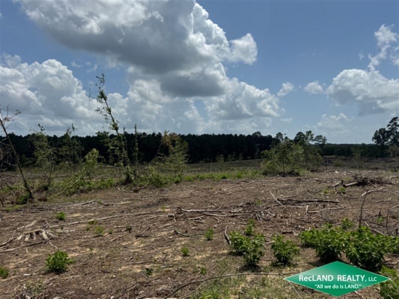 45 Ac, Wooded Home Site : Quitman : Jackson Parish : Louisiana
