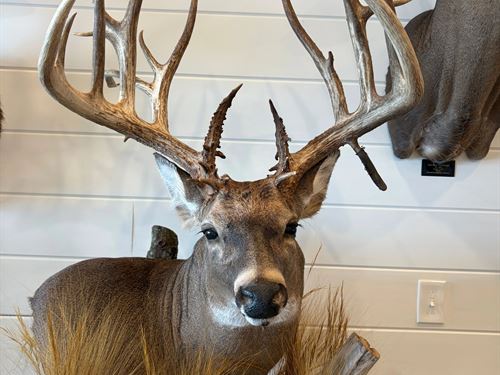 La, Richland 310 Acres : Mangham : Richland Parish : Louisiana