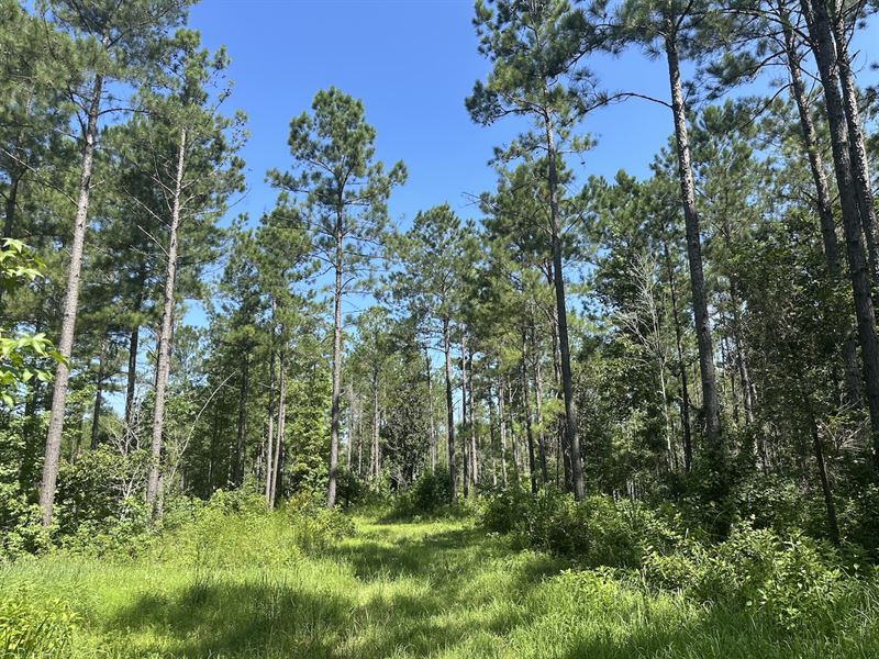 County Road 694 Tract,110 Acres : Shubuta : Clarke County : Mississippi