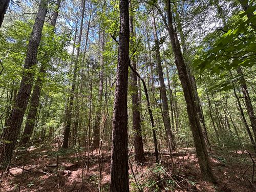 90+/- Acres Recreational Homestead : Oneonta : Blount County : Alabama