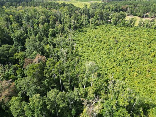 16.6 Acres in Rankin County, MS : Brandon : Rankin County : Mississippi