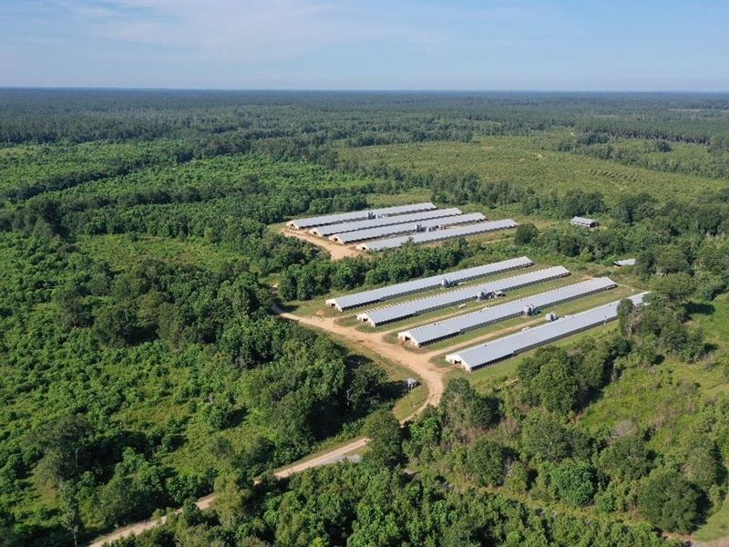 Walker Broiler Ranch : Laurel : Wayne County : Mississippi