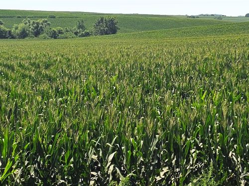 615 Acres, Burt County Farm : Lyons : Burt County : Nebraska