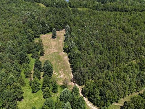 246.7 Acres in McNairy County, TN : Bethel Springs : McNairy County : Tennessee