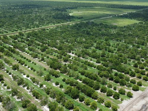 Wilburn Grove : Lorida : Highlands County : Florida