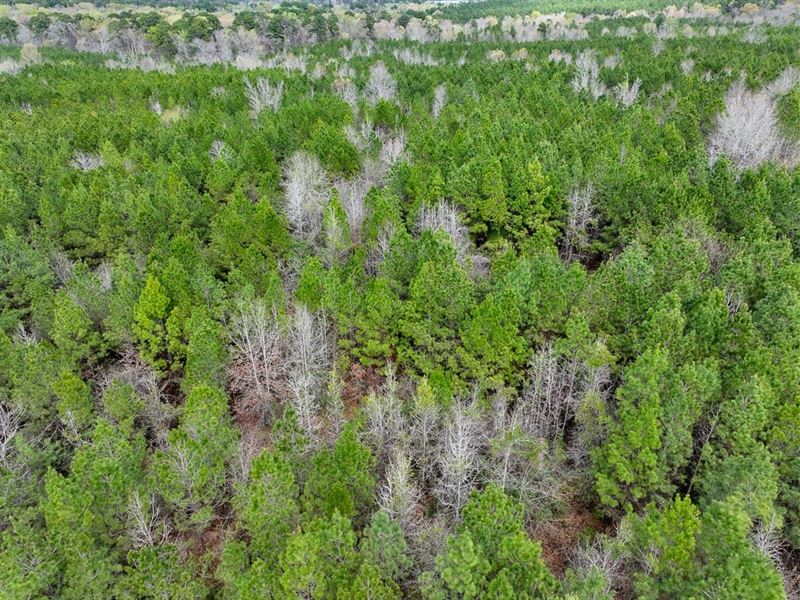 11 Acres, T-4, Eugene Walker Road : Zavalla : Angelina County : Texas