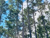 Liquidation Camden Reserve, Lot 10 : Waverly : Camden County : Georgia