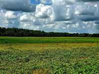 300Ac Cypress Creek, AG And Cattle : Middleton : Hardeman County : Tennessee
