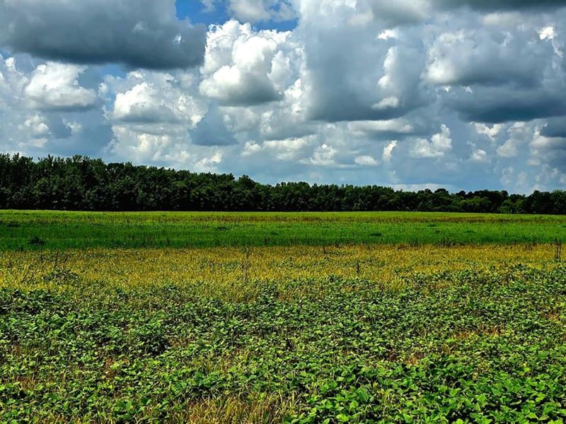 300Ac Cypress Creek, AG and Cattle : Middleton : Hardeman County : Tennessee