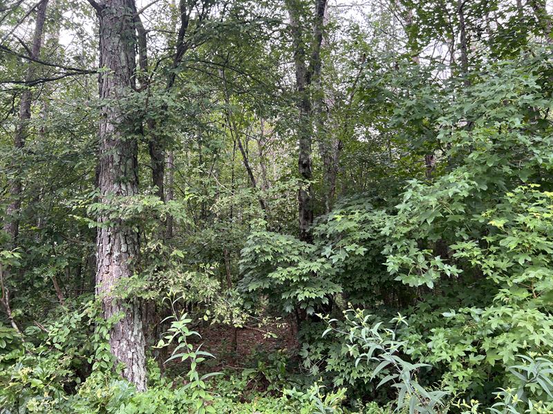 10+ Acres, Wooded, Owner Financing : White : Bartow County : Georgia