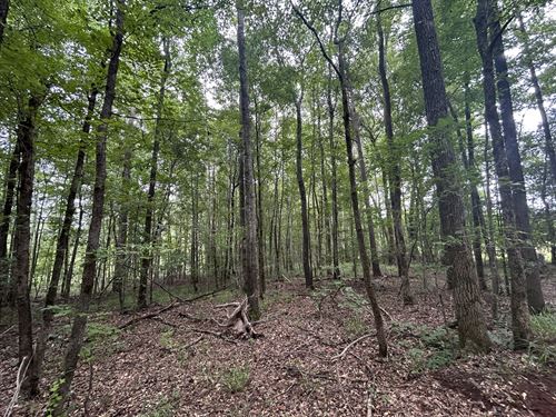 Large Country Homesite : Talbotton : Talbot County : Georgia