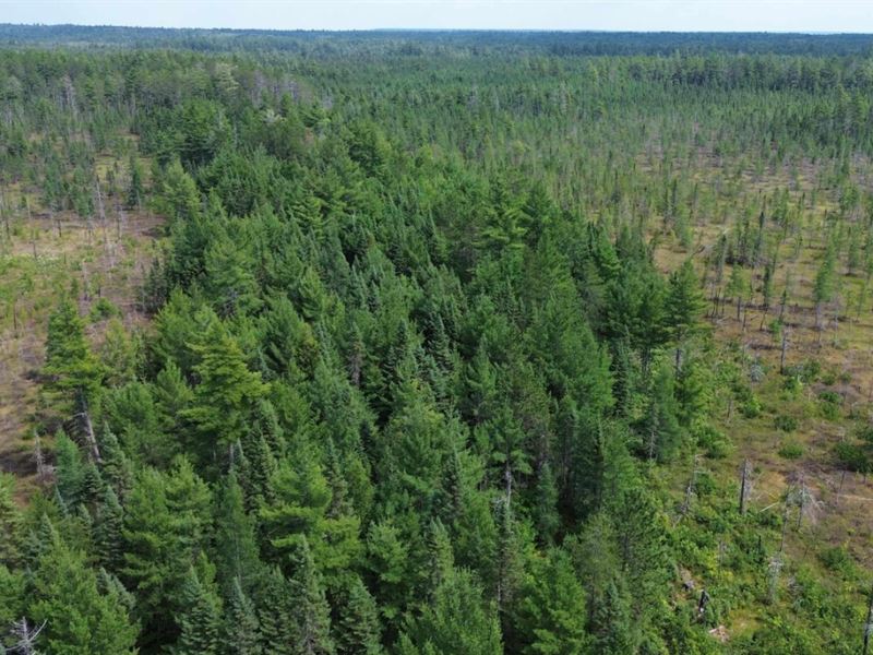 Nature's Private Sanctuary : Newberry : Luce County : Michigan