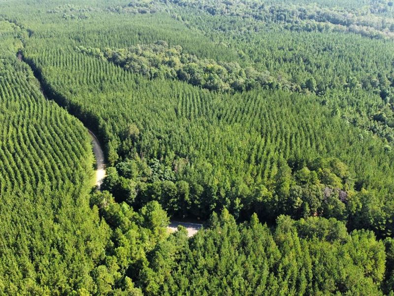 264 Acres Bullock County, AL : Banks : Bullock County : Alabama