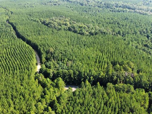 264 Acres Bullock County, AL : Banks : Bullock County : Alabama