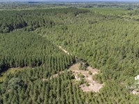 338 Ac Heavily Wooded Hunting : Westville : Holmes County : Florida