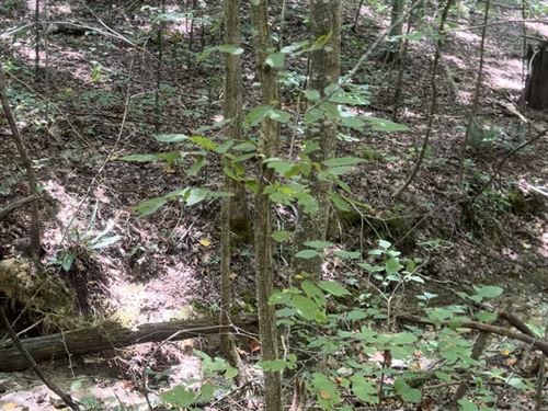 5 Acres of Fresh Forest : Lewisburg : Logan County : Kentucky
