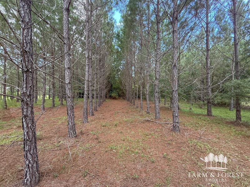 Alred Road Tract 5, 9.3 Ac : Westville : Holmes County : Florida