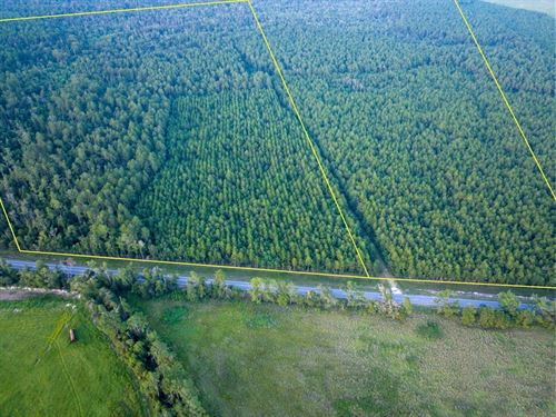 81 Acres, T-1, Starks Big Woods : Starks : Calcasieu Parish : Louisiana