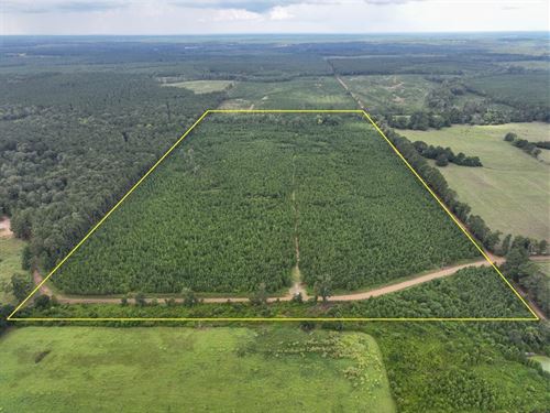 74 Acres, Warren Church Road, 306 : Florien : Sabine Parish : Louisiana