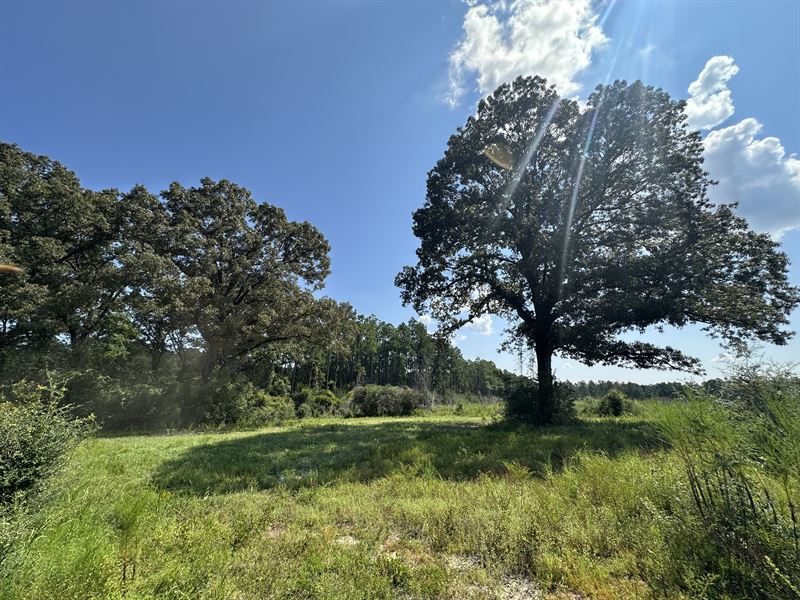 Old Ranch Road Tract : Escambia : Escambia County : Alabama