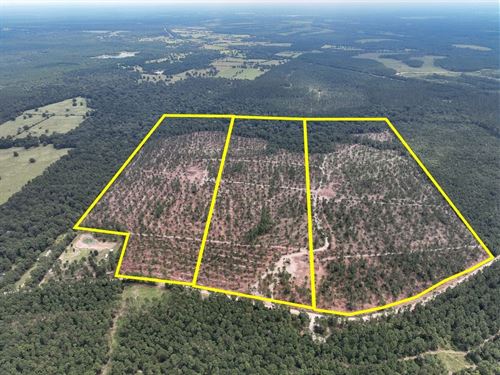 87 Acres, T-31, Boontown Road, 4 : Groveton : Trinity County : Texas