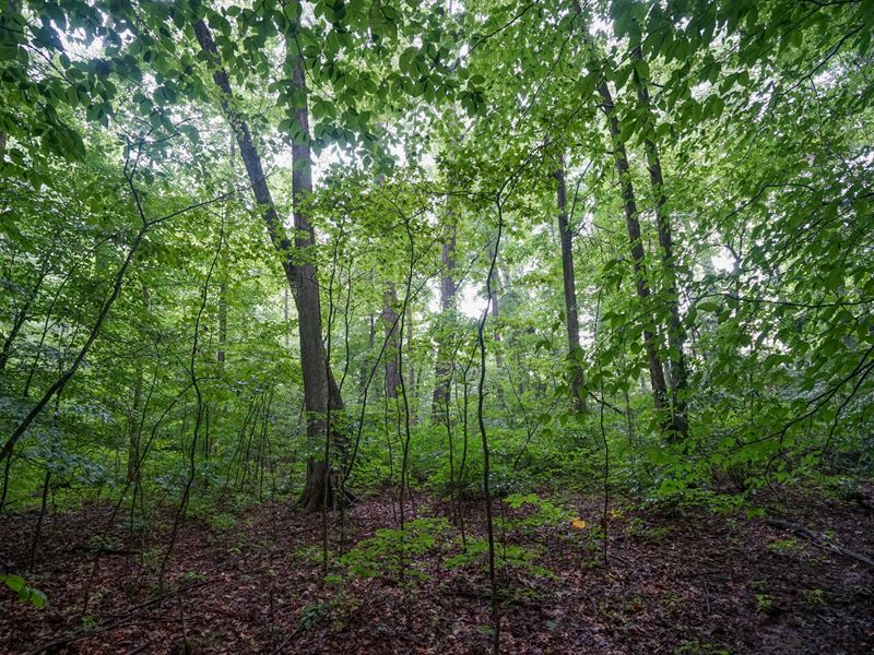 Duncanson Rd Lot 1 : Sardinia : Highland County : Ohio